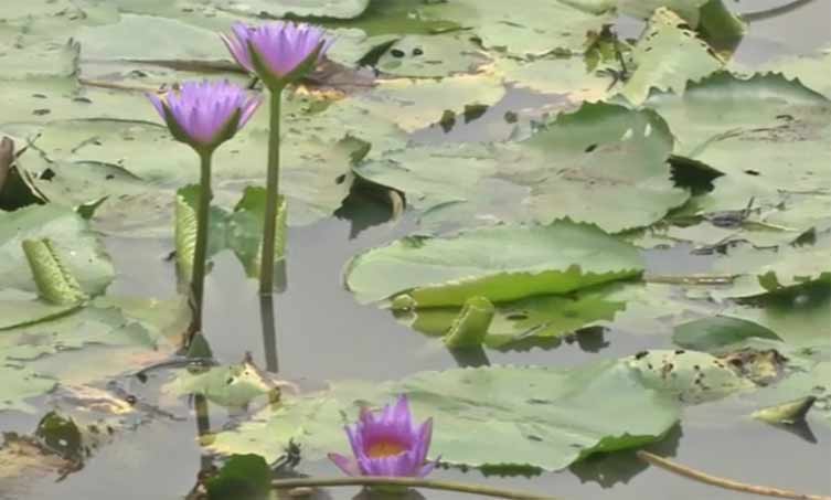 椰视频 | 赏莲、游湖、摘瓜果……海口美丽乡村醉游人