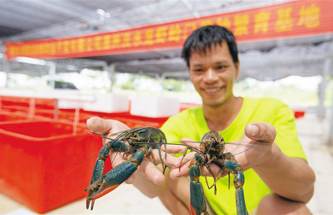 陵水光坡镇大力发展高效水产养殖产业 淡水龙虾“游”出脱贫路