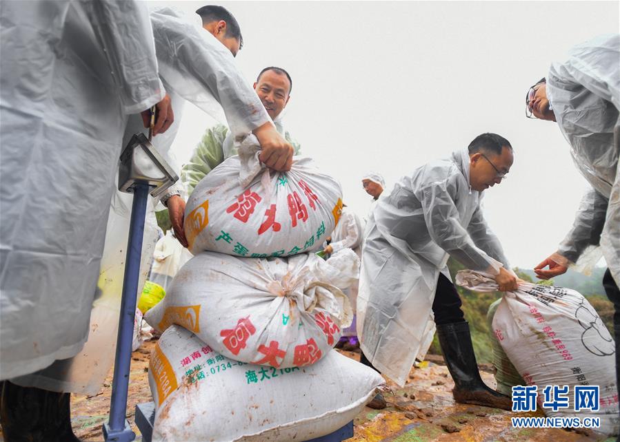 （图文互动）（7）袁隆平团队杂交水稻双季亩产突破1500公斤