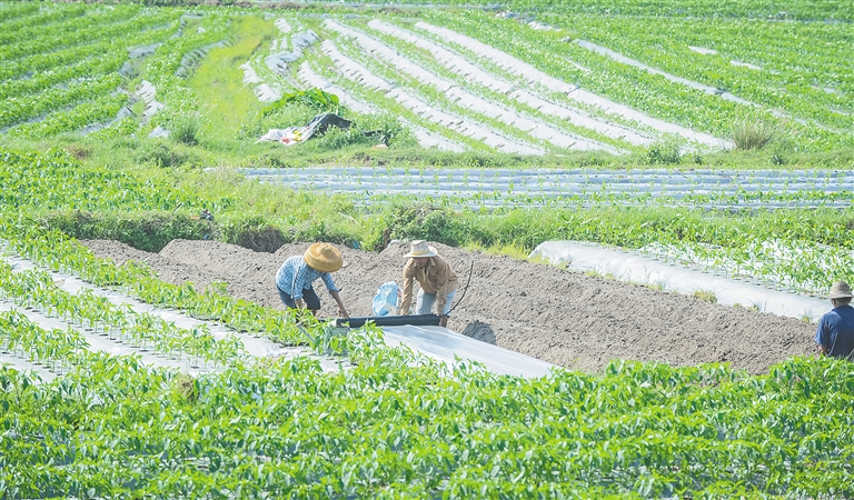 琼海围绕“三增”目标 助推热带特色高效农业提质升级