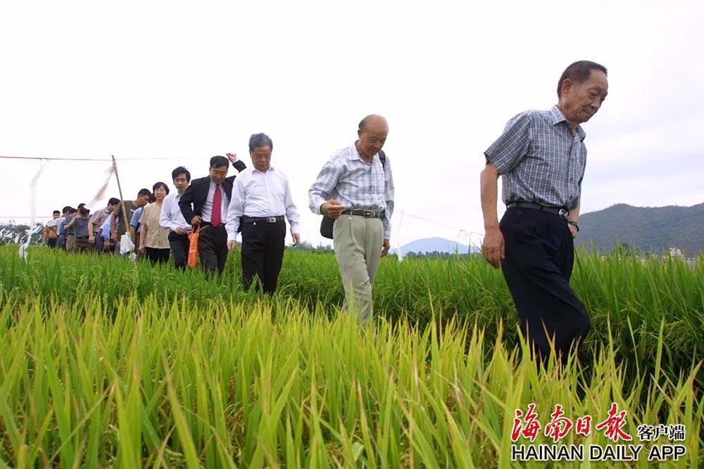 袁隆平与海南:"稻田追梦"50年-三亚新闻网-南海网