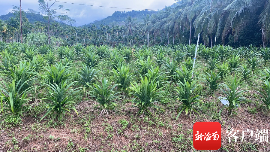 斑斓叶食用有“省标”了！海南出台香露兜叶（粉）食安标准 - 第1张