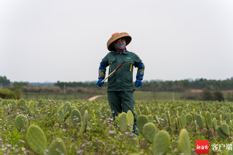 儋州打造仙人掌全产业链 预计年产值7000余万元 - 第6张