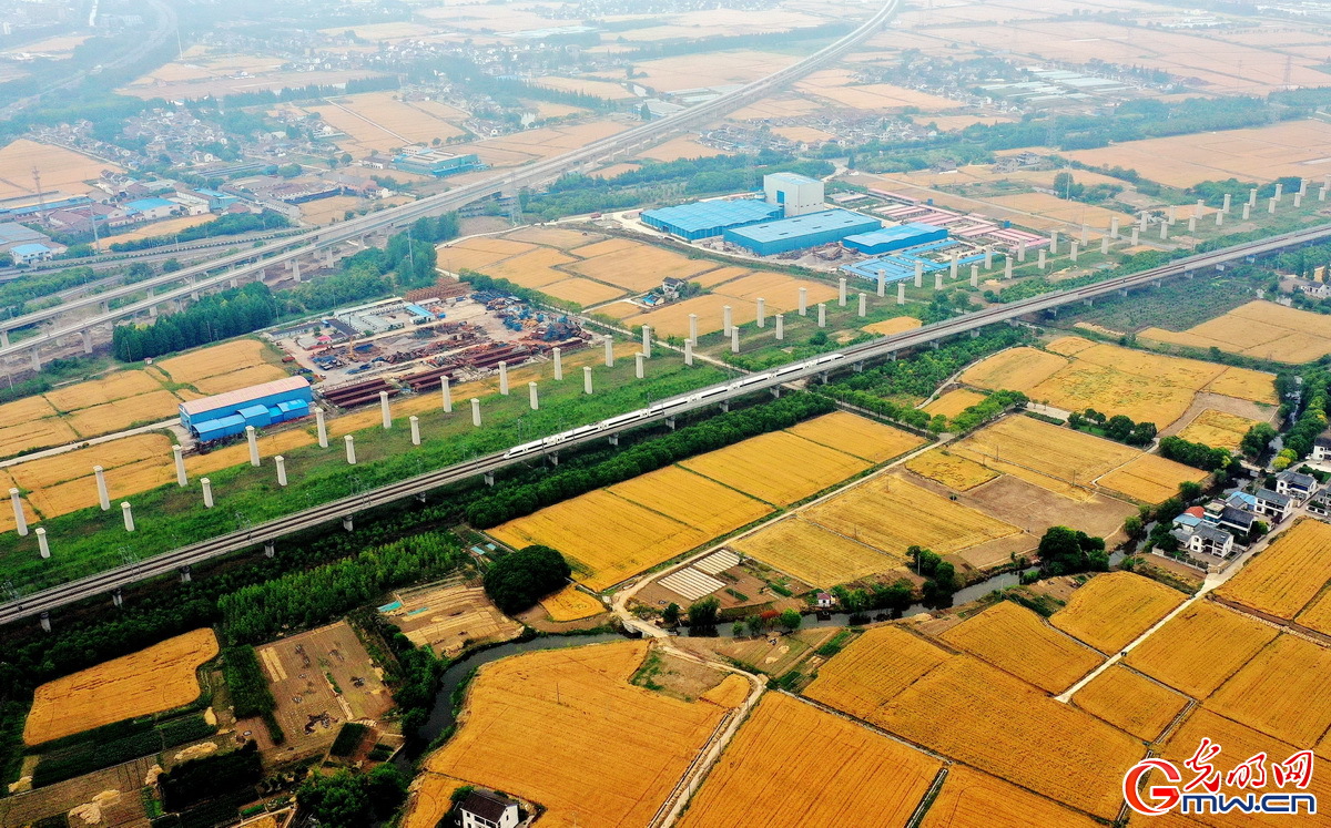 【颗粒归仓】组图丨喜看麦田千层浪 又到夏粮好“丰景”