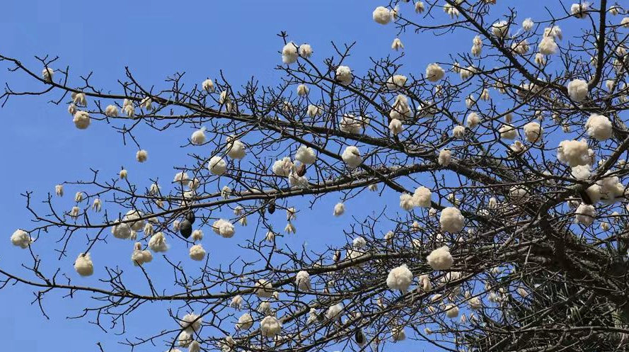 拍客丨海口木棉花落后，棉絮接力展现另一种美