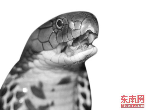 毒蛇被砍断5分钟后张口咬人专家称神经条件反射图