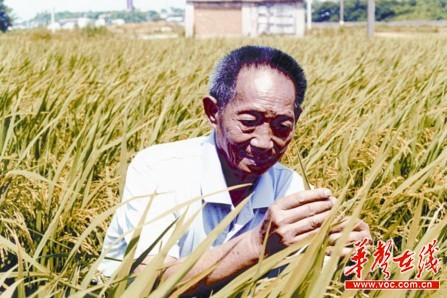 袁隆平"百亩片"试验田亩产首次突破900公斤