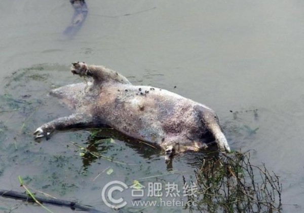 长江再遭"死猪"入侵 数十头腐烂尸体漂浮