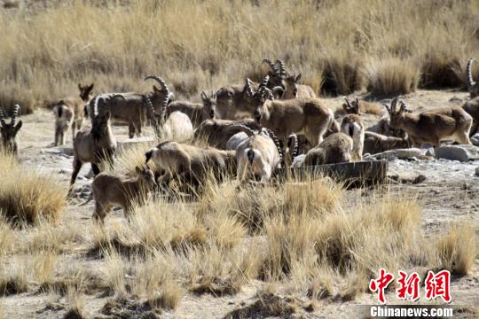 来,位于甘肃河西走廊北端肃北蒙古族自治县境内马鬃山镇明水村一村民