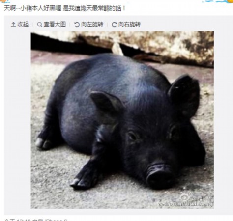罗志祥称被人嫌黑 晒小黑猪图片遭网友调侃