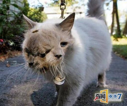 日本核辐射并未结束,动植物畸变出现双头猫,好吓人