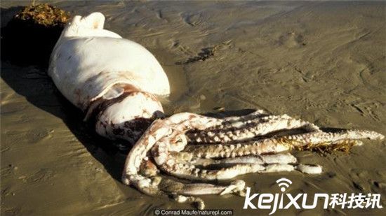 “挪威海怪”深海巨型鱿鱼!竟能长到20米长