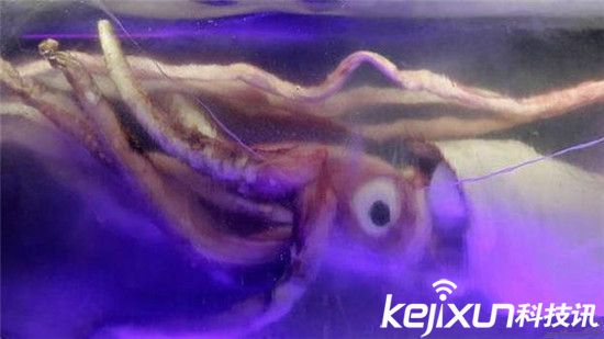 “挪威海怪”深海巨型鱿鱼!竟能长到20米长