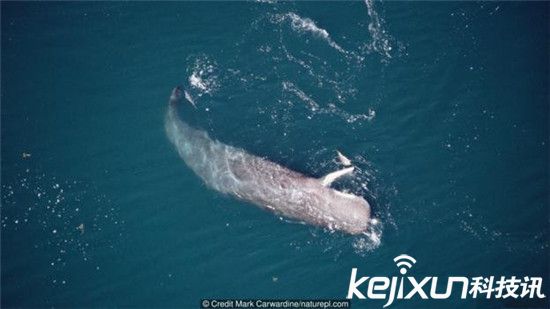 “挪威海怪”深海巨型鱿鱼!竟能长到20米长