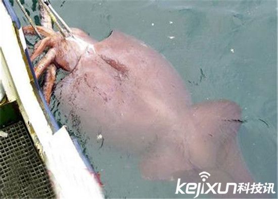 “挪威海怪”深海巨型鱿鱼!竟能长到20米长