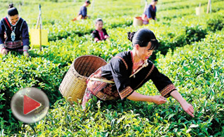 白沙有机茶叶合作社助力精准扶贫