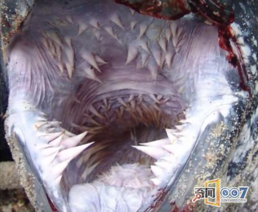 世界上7种最恐怖的动物,被袭击后能保住命就算万幸__海南新闻网_南海