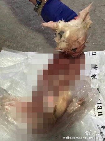 网曝女子买猫后反悔 把小猫剥皮丢宠物店门口