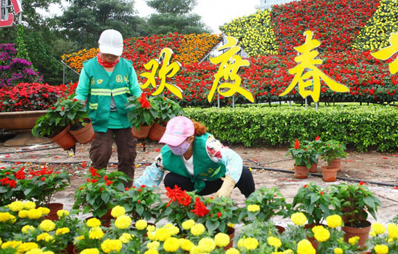 50万盆鲜花扮靓海口春节“颜值”