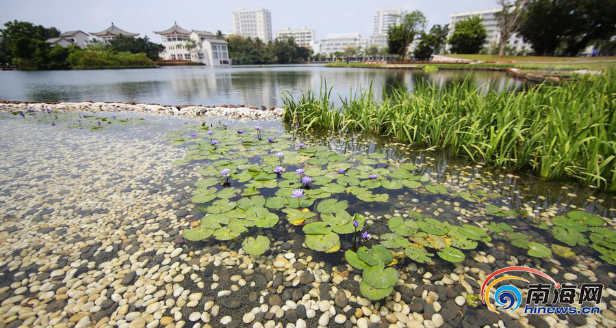 邀你赏游！海口三角池片区改造后“颜值”大提升