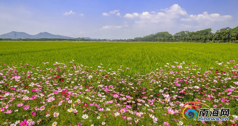 博鳌国家农业公园：繁花盛开 水稻郁郁葱葱