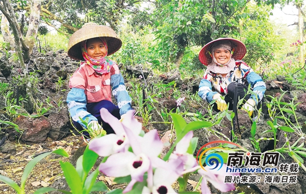 近平总书记在海南考察回访记 | 第六站:海口施茶村