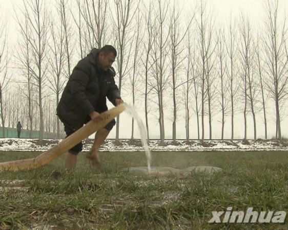 原阳县桥北乡马井村村民正在浇地