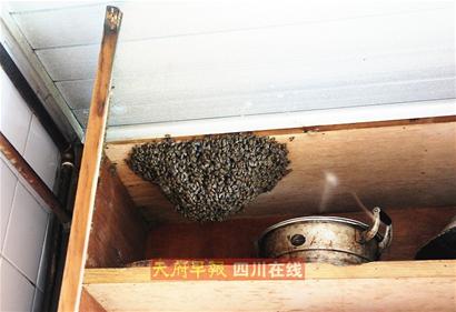 蜜蜂进家里预兆死人 家里进蜜蜂了怎么驱赶