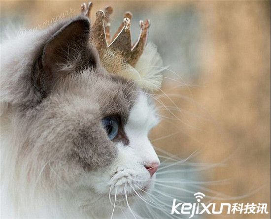 世界上最美的布偶猫每年为主人挣数千万