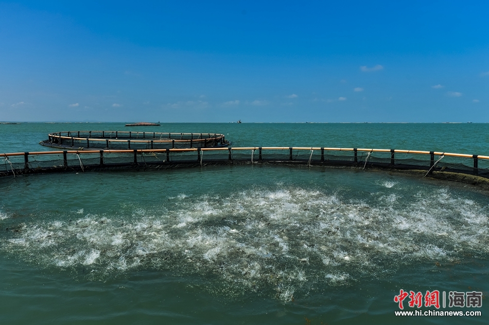 海里网箱养殖 海里网箱养殖需要办理什么手续